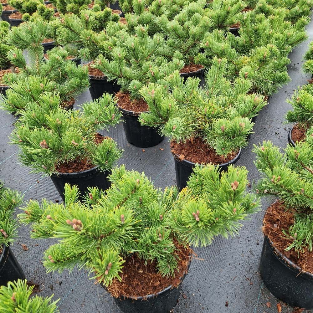 Planta naturala H50cm Pinus mugo Krauskopf PS26/ in pamant