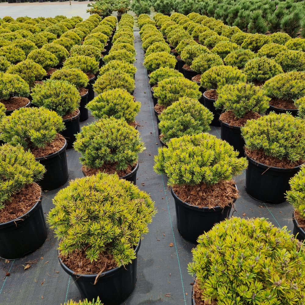 Planta naturala H50cm Pinus mugo 'Ophir' PS28/ in pamant