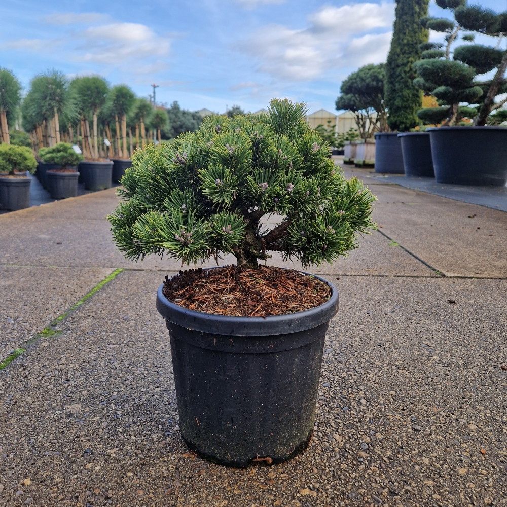Planta naturala H50cm Pinus mugo Sherwood Compact PS24/ in pamant