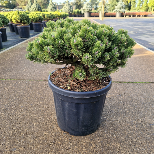 Planta naturala H50cm Pinus mugo Sherwood Compact PS26/ in pamant