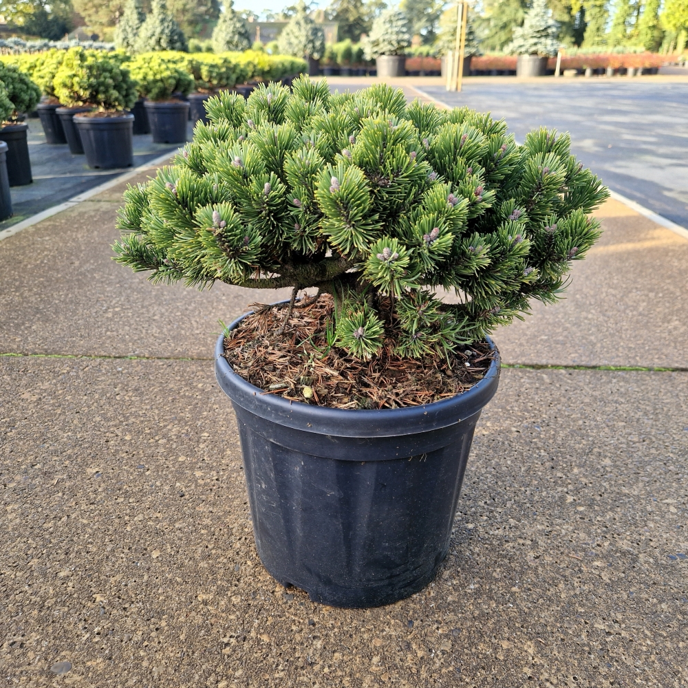 Planta naturala H50cm Pinus mugo Sherwood Compact PS26/ in pamant
