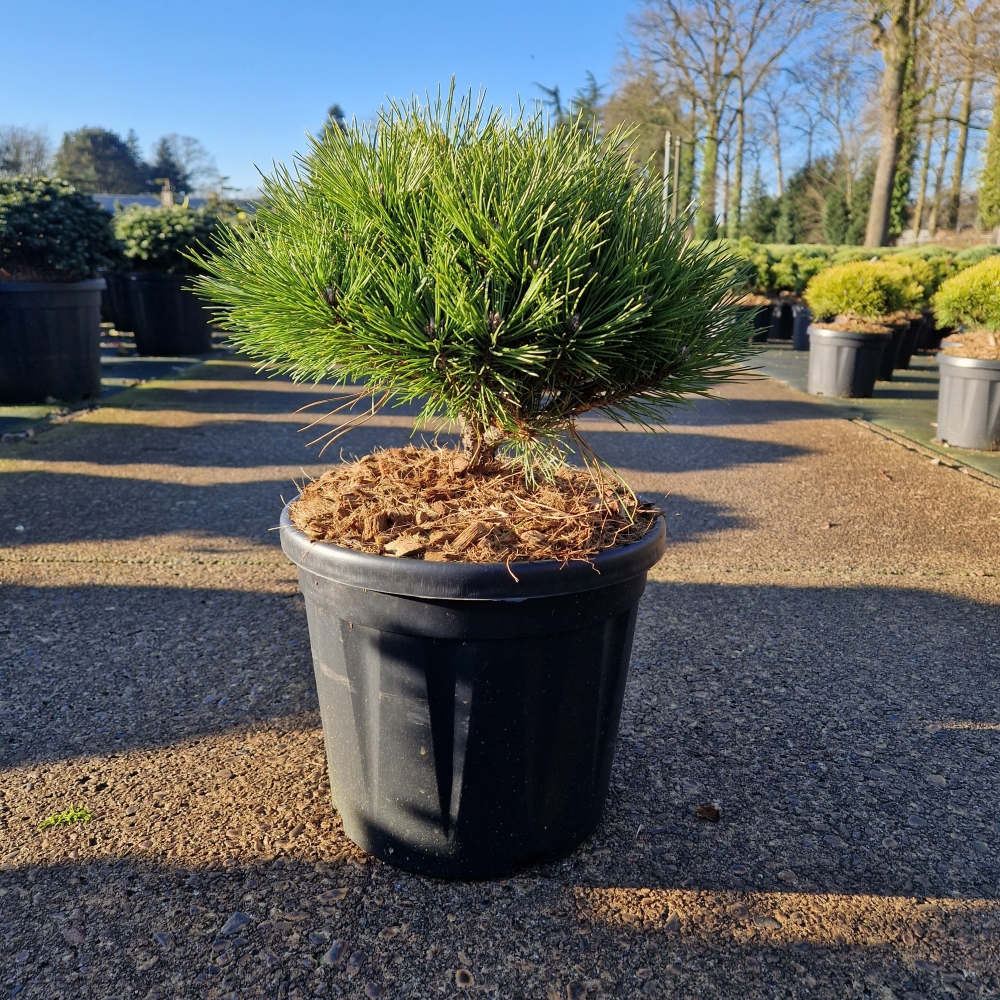 Planta naturala H50cm Pinus nigra Marie Bregeon  PS26/ in pamant