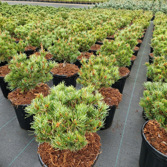 Planta naturala H50cm Pinus parviflora Kusu Dama PS26/ in pamant