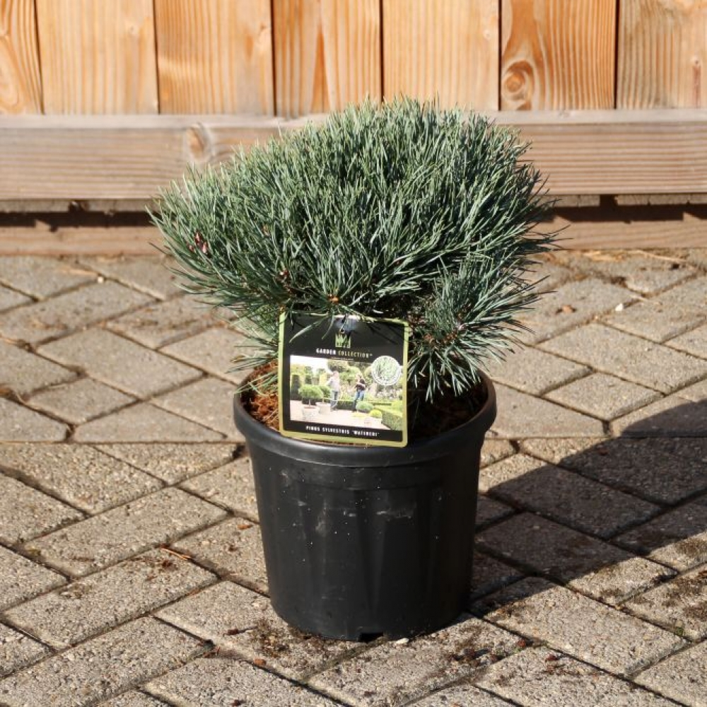 Planta naturala H50cm Pinus sylvestris 'Watereri' PS26/ in pamant