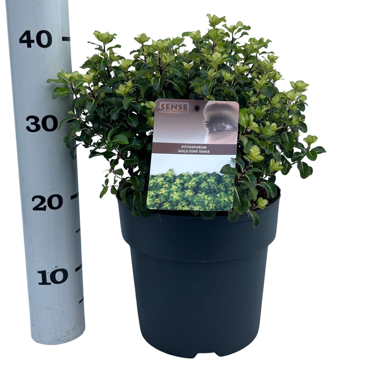 Planta naturala H50cm Pittosporum tenuifolium Gold Star sense PS23/ in pamant