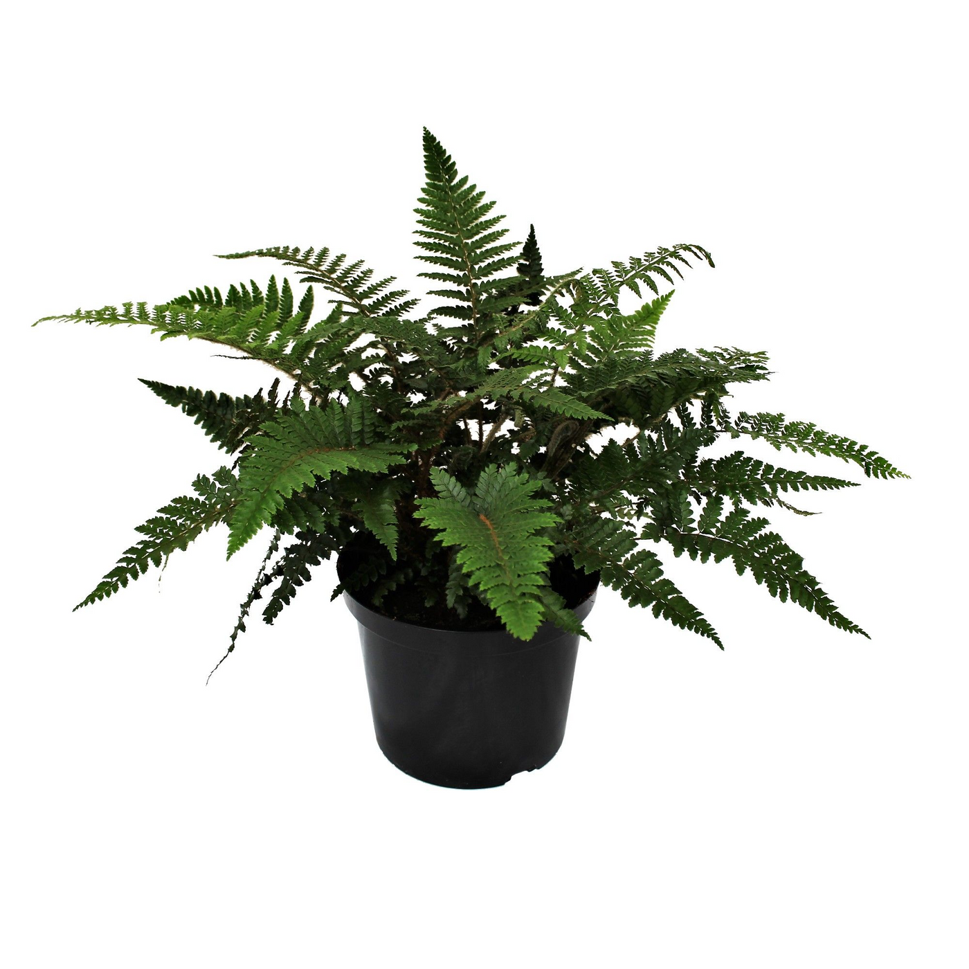 Planta naturala H50cm Polystichum polyblepharum PS24/ in pamant