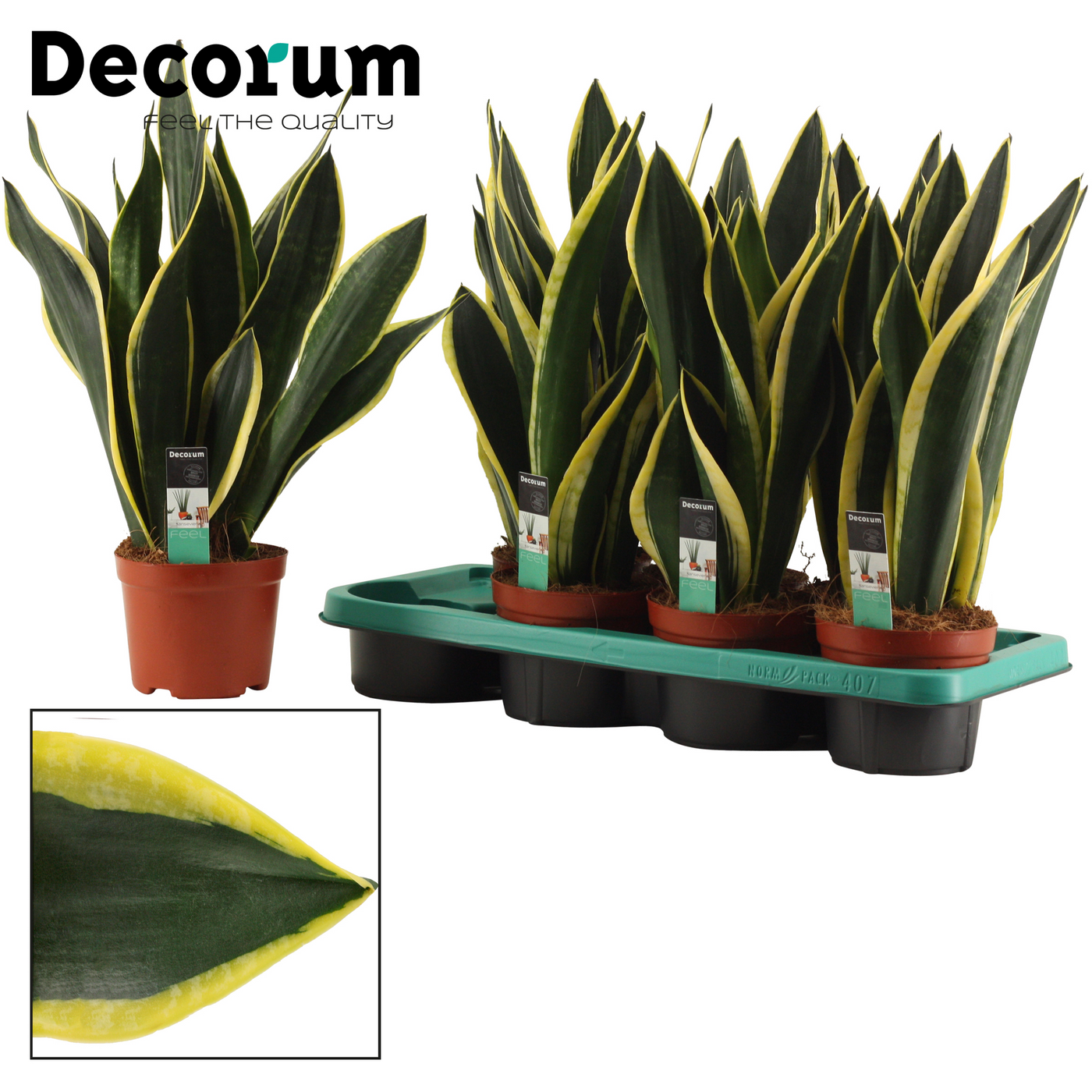 Planta naturala H50cm Sansevieria Night Shade PS14/ in pamant