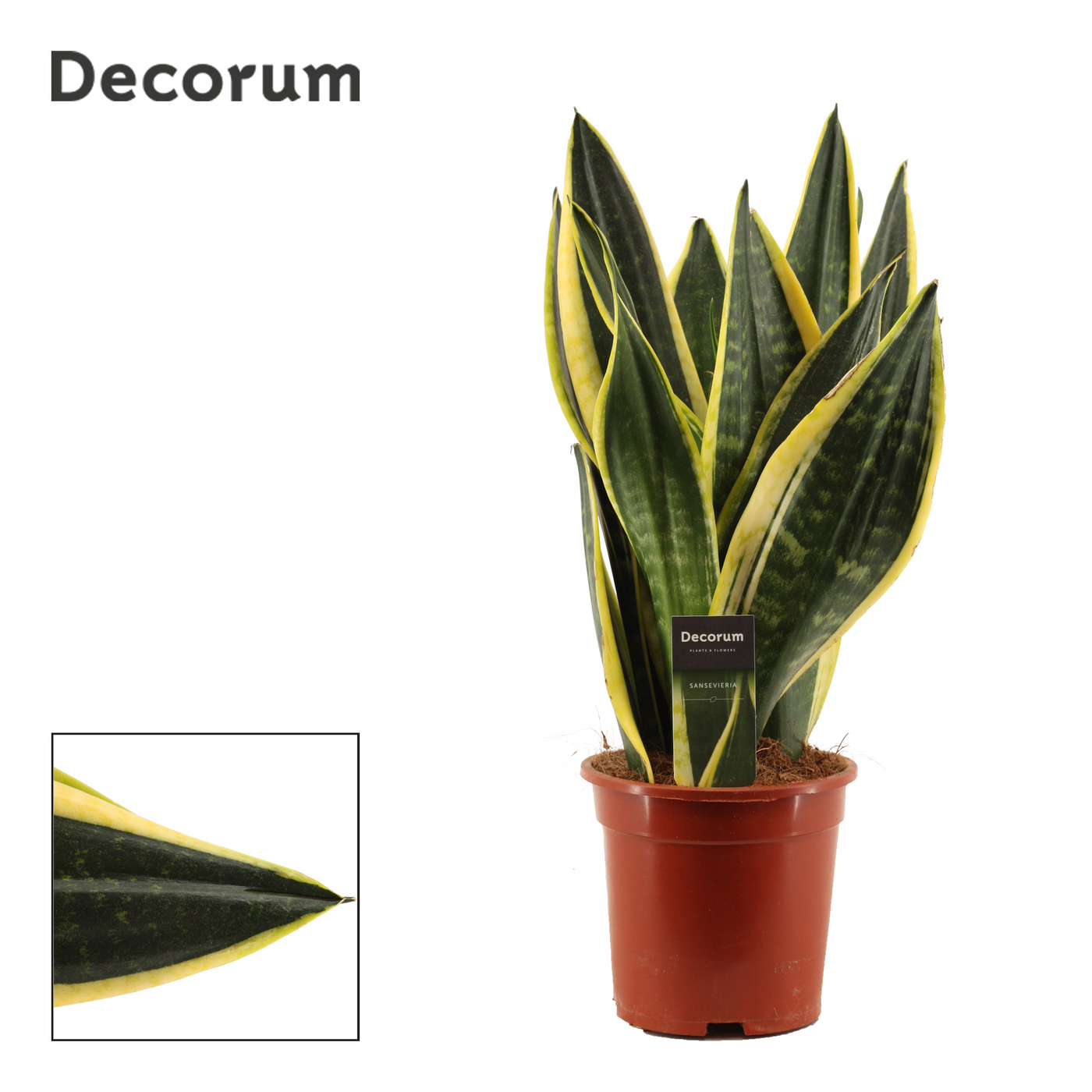 Planta naturala H50cm Sansevieria Night Shade PS17/ in pamant