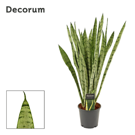 Planta naturala H50cm Sansevieria Silver princess PS14/ in pamant