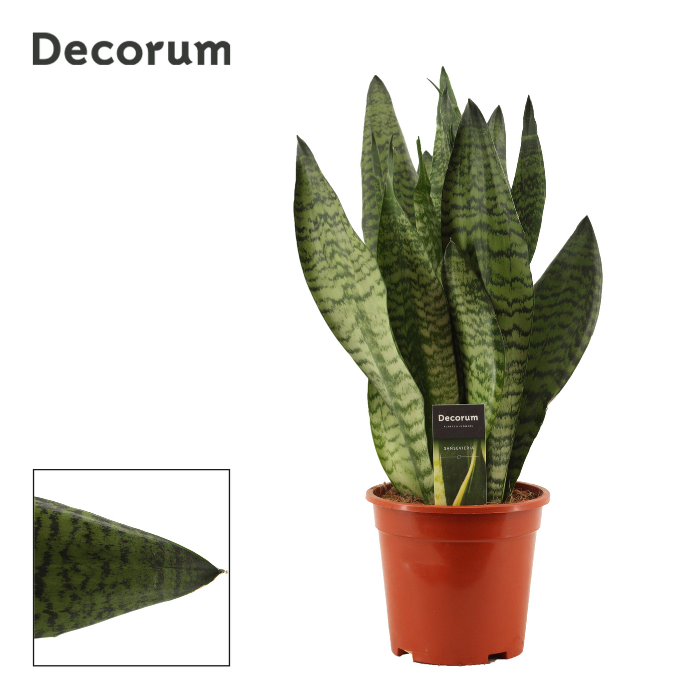 Planta naturala H50cm Sansevieria Super Green PS17/ in pamant