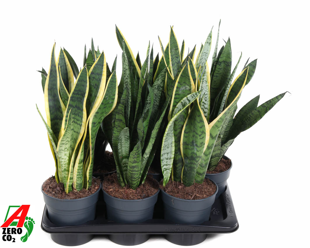 Planta naturala H50cm Sansevieria trifasciata mix PS17/ in pamant