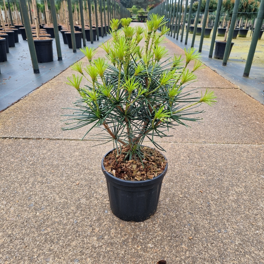 Planta naturala H50cm Sciadopitys verticillata PS22/ in pamant