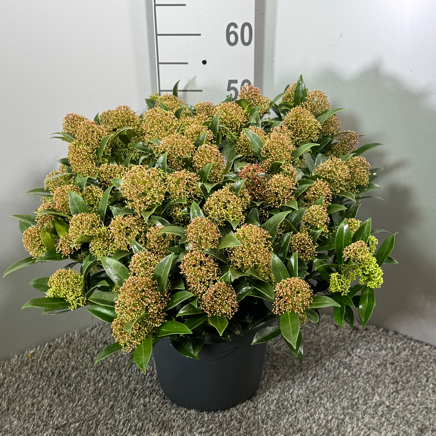 Planta naturala H50cm Skimmia japonica 'Godrie's Dwarf' PS27/ in pamant