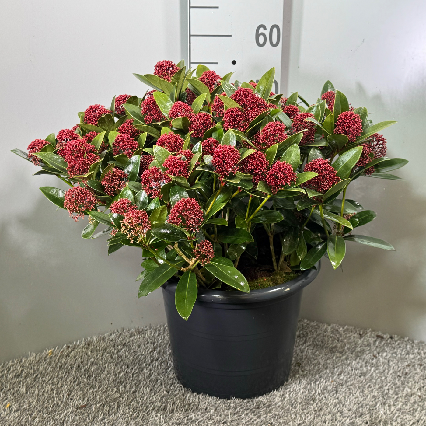 Planta naturala H50cm Skimmia japonica Red Dwarf PS31/ in pamant