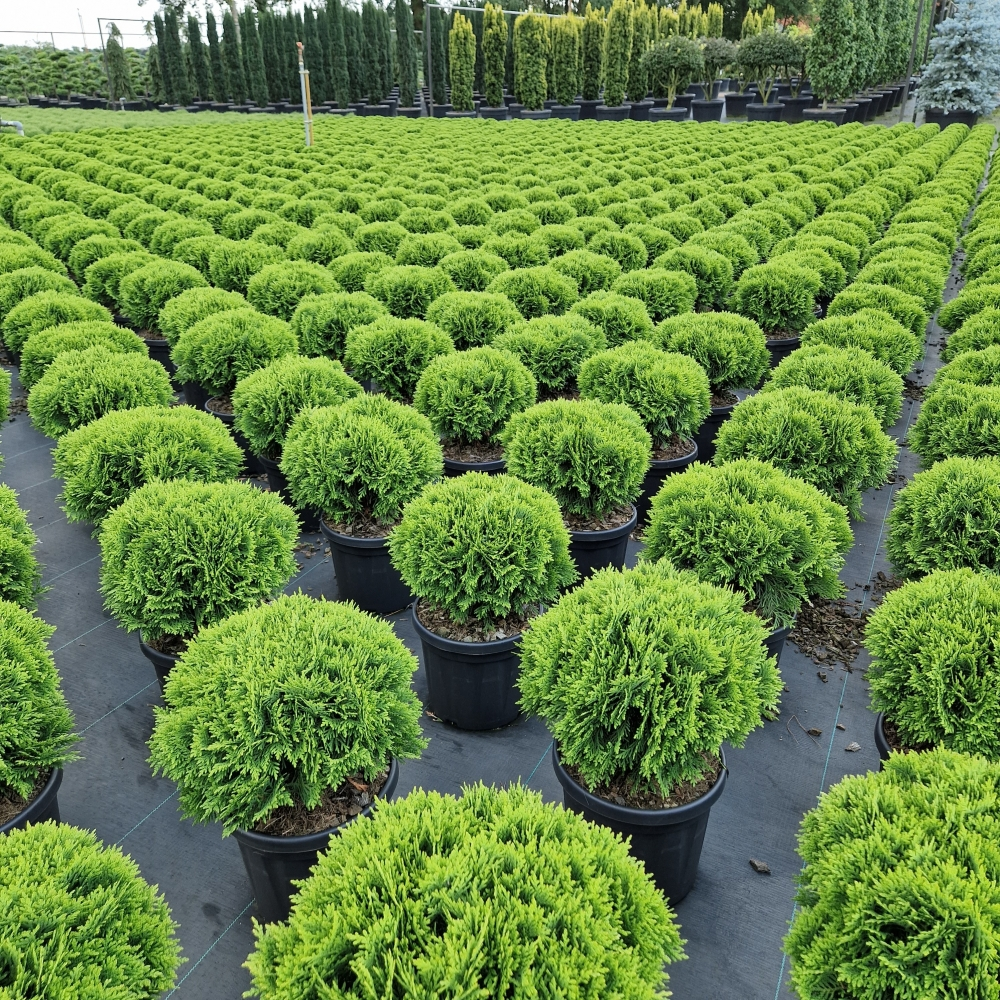 Planta naturala H50cm Thuja occidentalis 'Danica' PS24/ in pamant