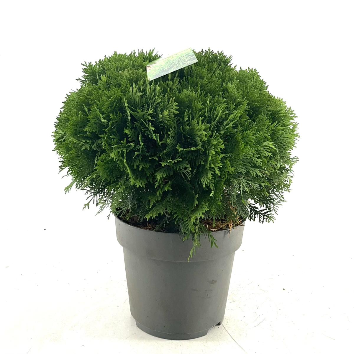 Planta naturala H50cm Thuja occidentalis 'Danica' PS29/ in pamant