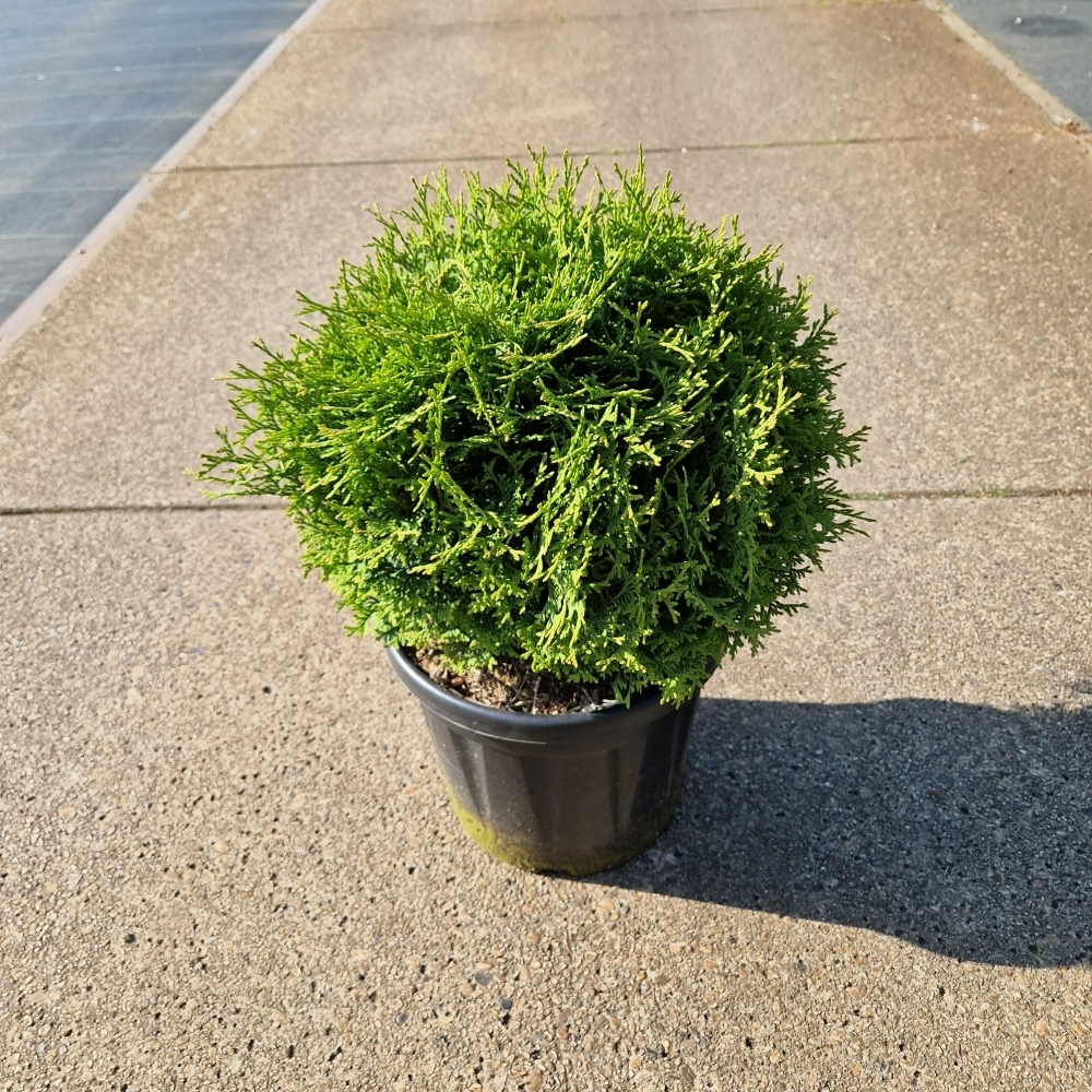 Planta naturala H50cm Thuja occidentalis 'Tiny Tim' PS26/ in pamant