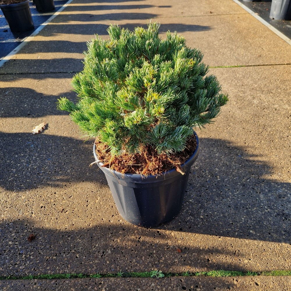 Planta naturala H52cm Pinus parviflora Linda PS26/ in pamant