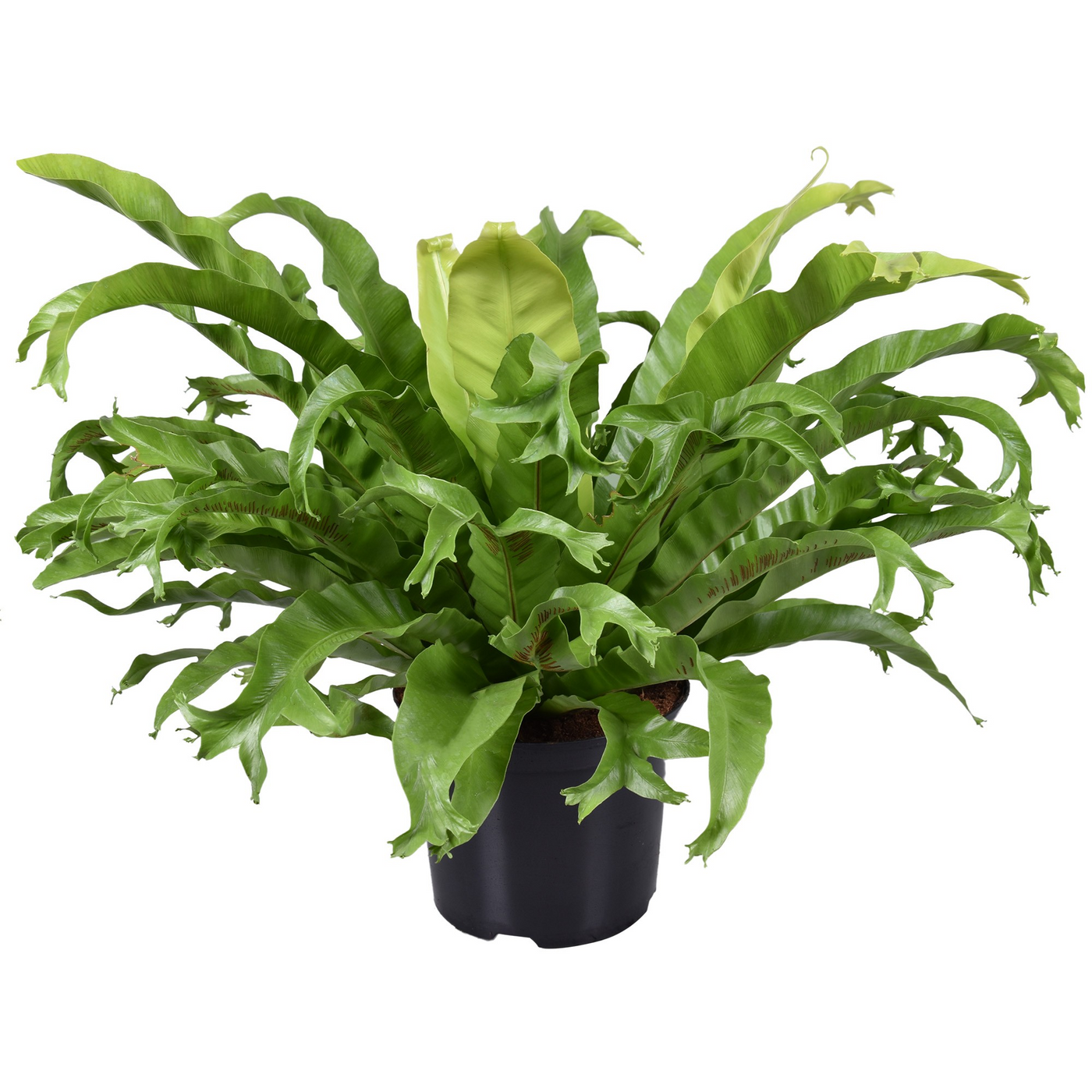 Planta naturala H55cm Asplenium nidus 'Crissie' PS23/ in pamant