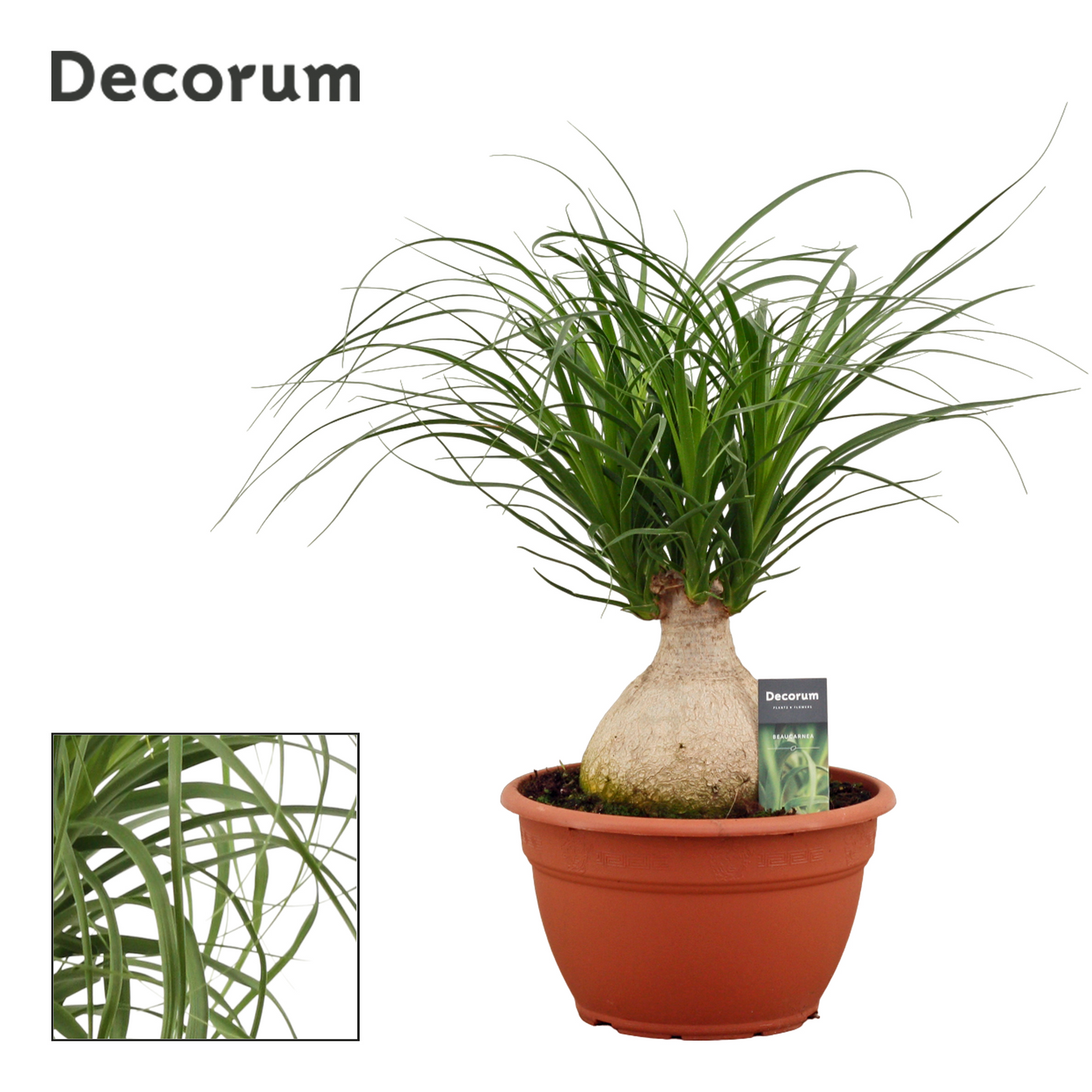 Planta naturala H55cm Beaucarnea bol PS25/ in pamant
