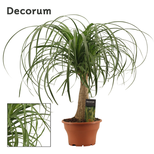 Planta naturala H55cm Beaucarnea recurvata PS19/ in pamant
