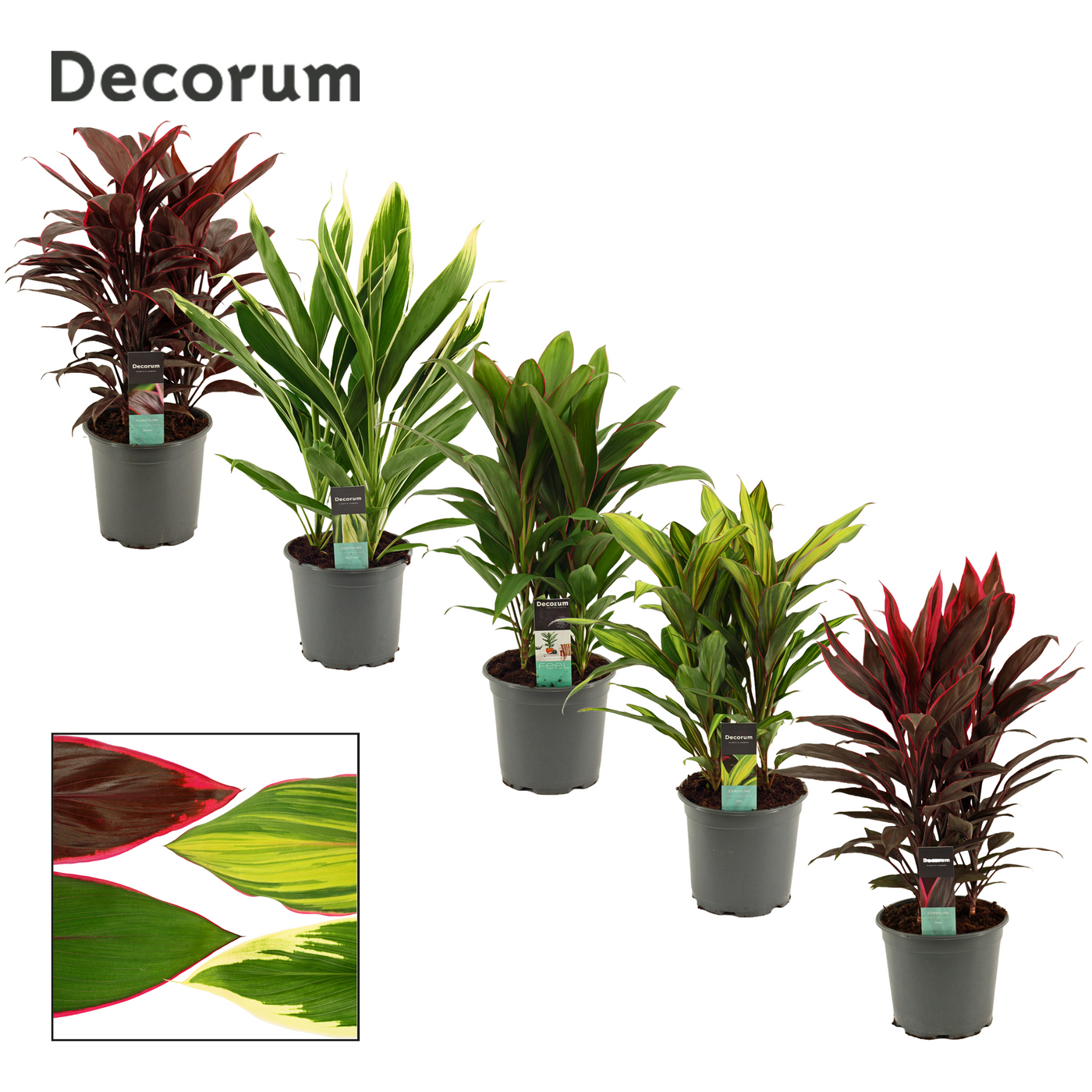 Planta naturala H55cm Cordyline Mix PS19/ in pamant