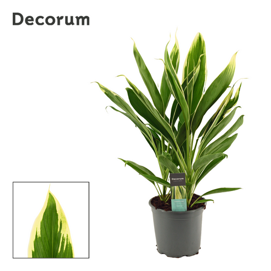Planta naturala H55cm Cordyline New Conga PS19/ in pamant