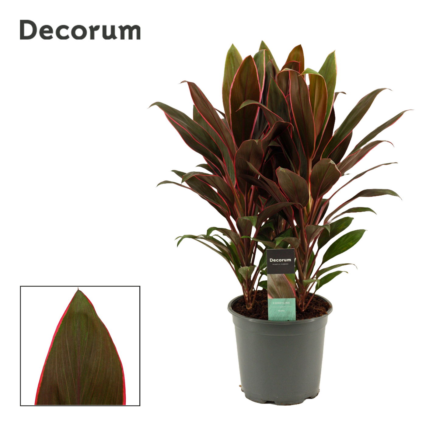 Planta naturala H55cm Cordyline Rumba PS19/ in pamant