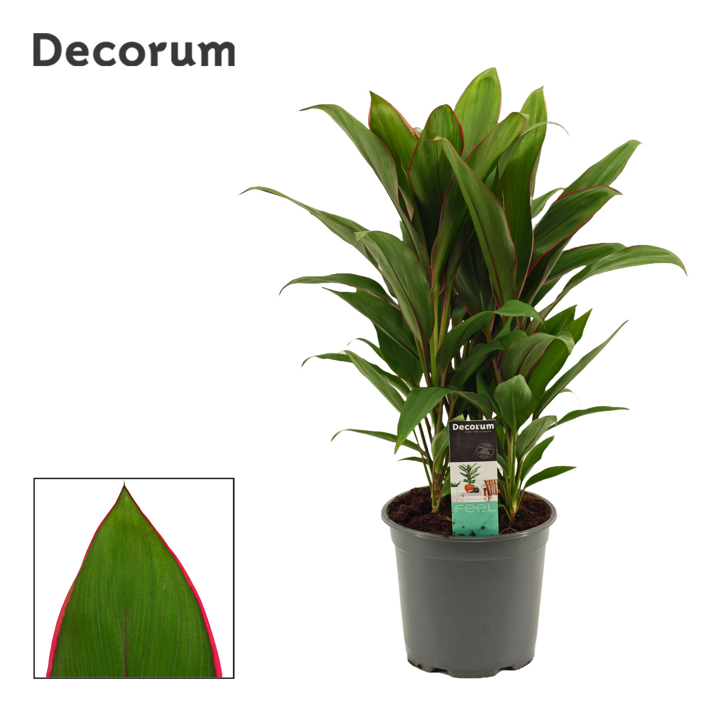 Planta naturala H55cm Cordyline Salsa PS19/ in pamant