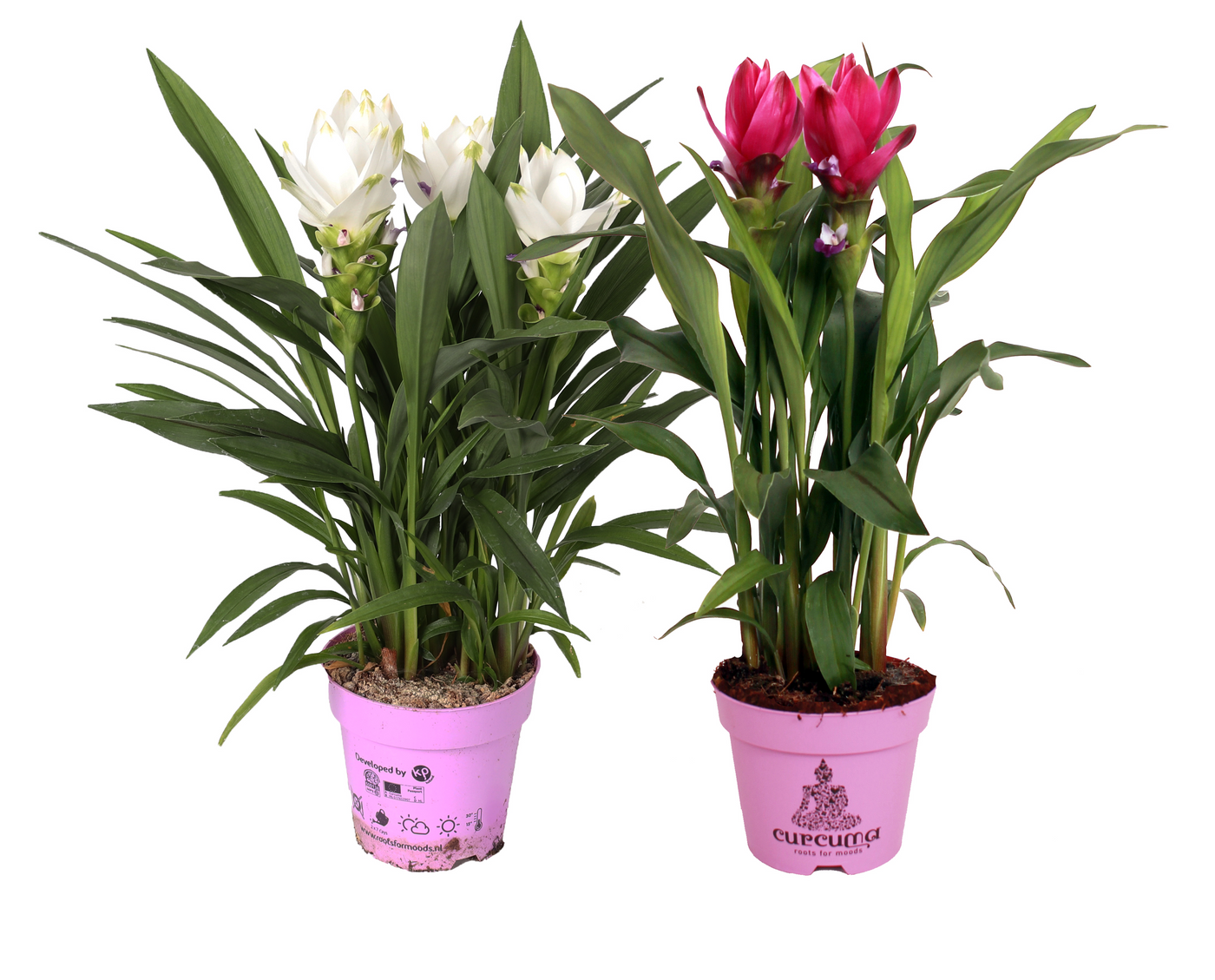 Planta naturala H55cm Curcuma mix PS12/ in pamant