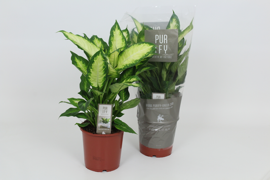 Planta naturala H55cm Dieffenbachia 'Camilla' PS17/ in pamant
