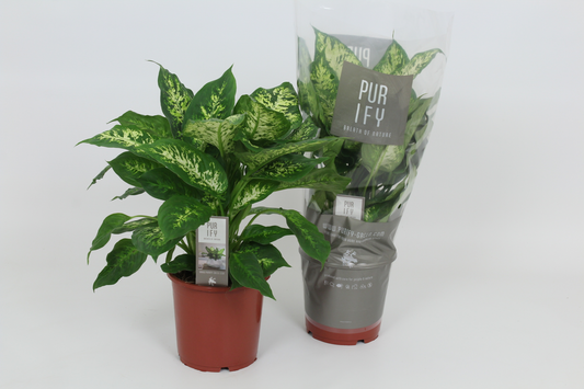 Planta naturala H55cm Dieffenbachia 'Compacta' PS17/ in pamant