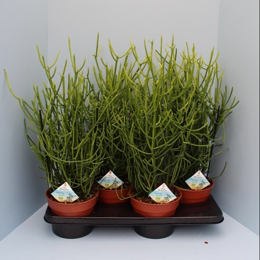 Planta naturala H55cm Euphorbia tirucalli PS17/ in pamant