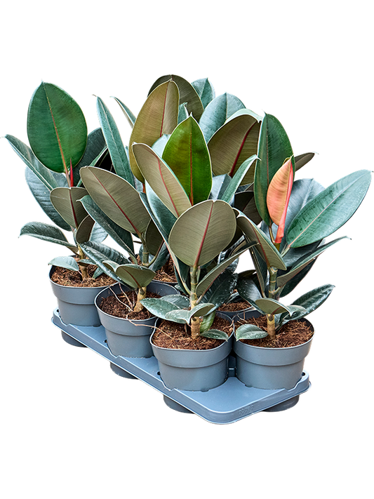 Planta naturala H55cm Ficus elastica 'Abidjan' PS17/15 in pamant