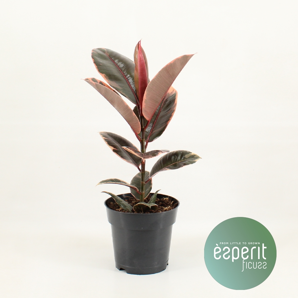 Planta naturala H55cm Ficus elastica Belize  PS17/ in pamant