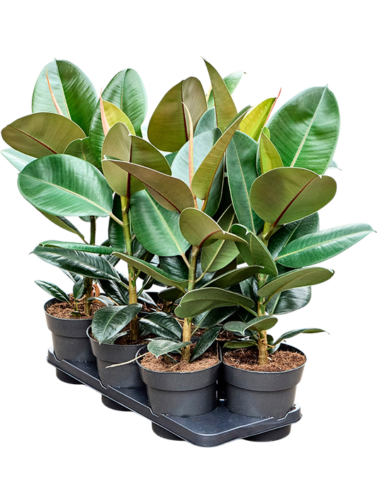Planta naturala H55cm Ficus elastica 'Robusta' PS17/ in pamant
