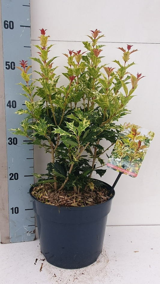 Planta naturala H55cm Osmanthus heterophyllus 'Goshiki' PS23/ in pamant