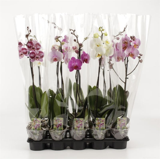 Planta naturala H55cm Phalaenopsis mix cu 1 tulpina PS12/