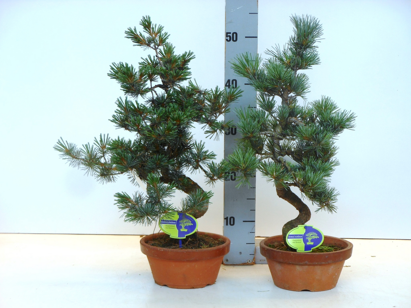 Planta naturala H55cm Pinus parviflora PS18/ in pamant