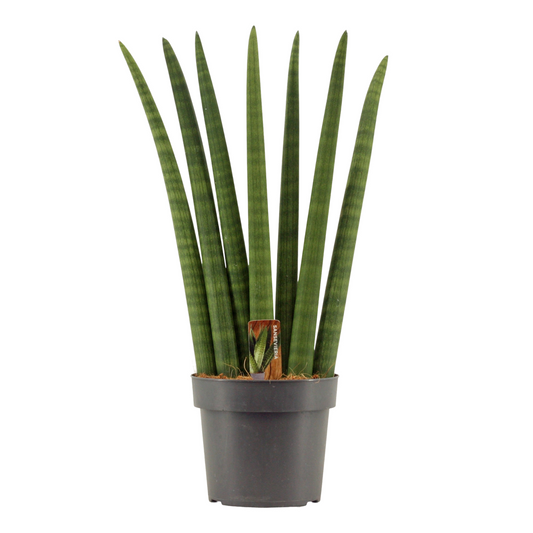 Planta naturala H55cm Sansevieria cylindrica Fan PS17/ in pamant