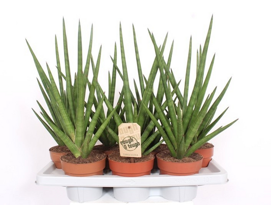 Planta naturala H55cm Sansevieria Tough Guy PS14/ in pamant