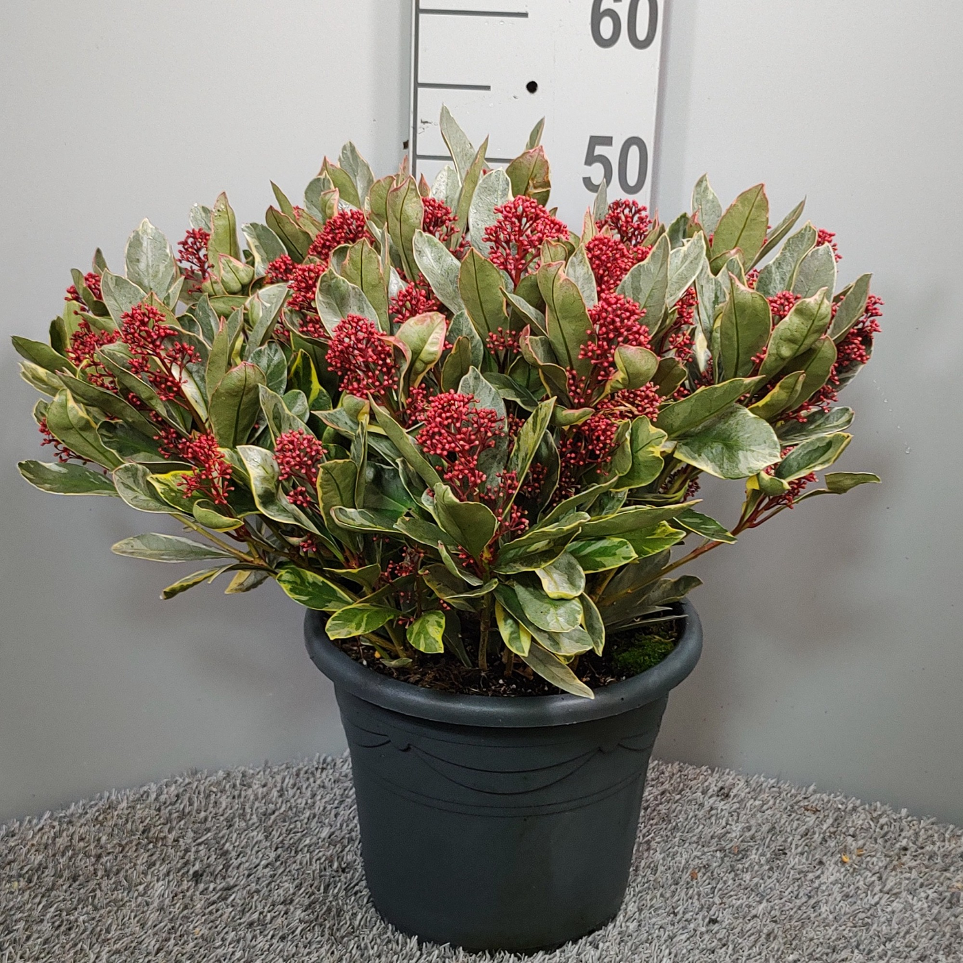 Planta naturala H55cm Skimmia japonica 'Perosa' PS27/ in pamant