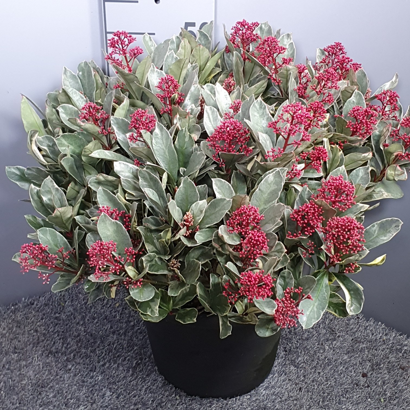 Planta naturala H55cm Skimmia japonica 'Perosa' PS31/ in pamant