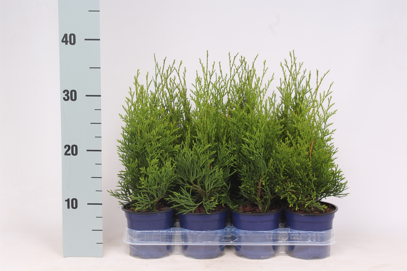 Planta naturala H55cm Thuja occidentalis 'Smaragd' PS11/ in pamant