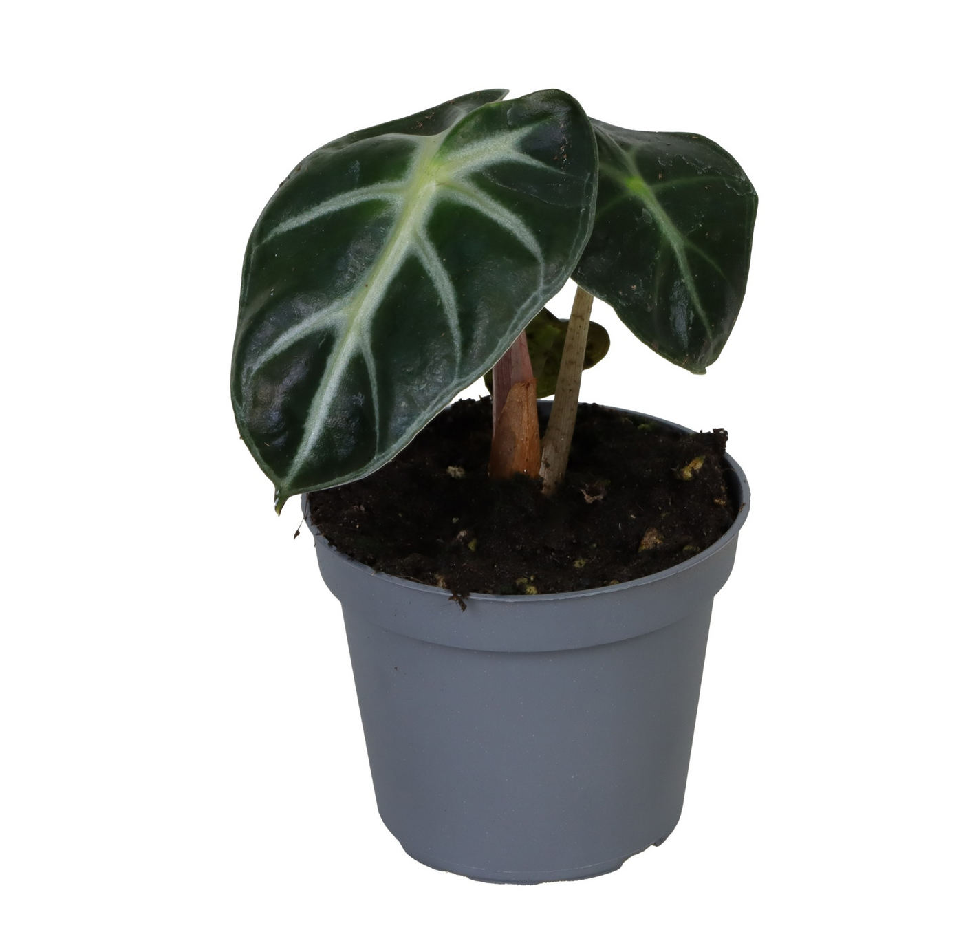 Planta naturala H5cm Alocasia Baby Bambino PS6/ in pamant