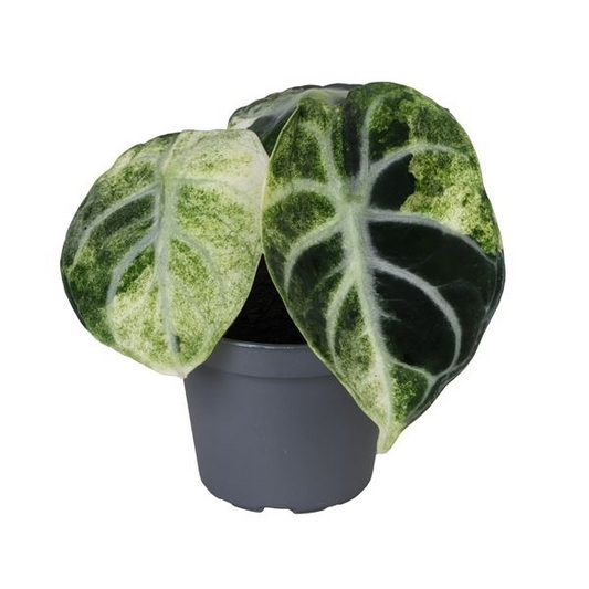 Planta naturala H5cm Alocasia Ninja Variegata PS6/ in pamant