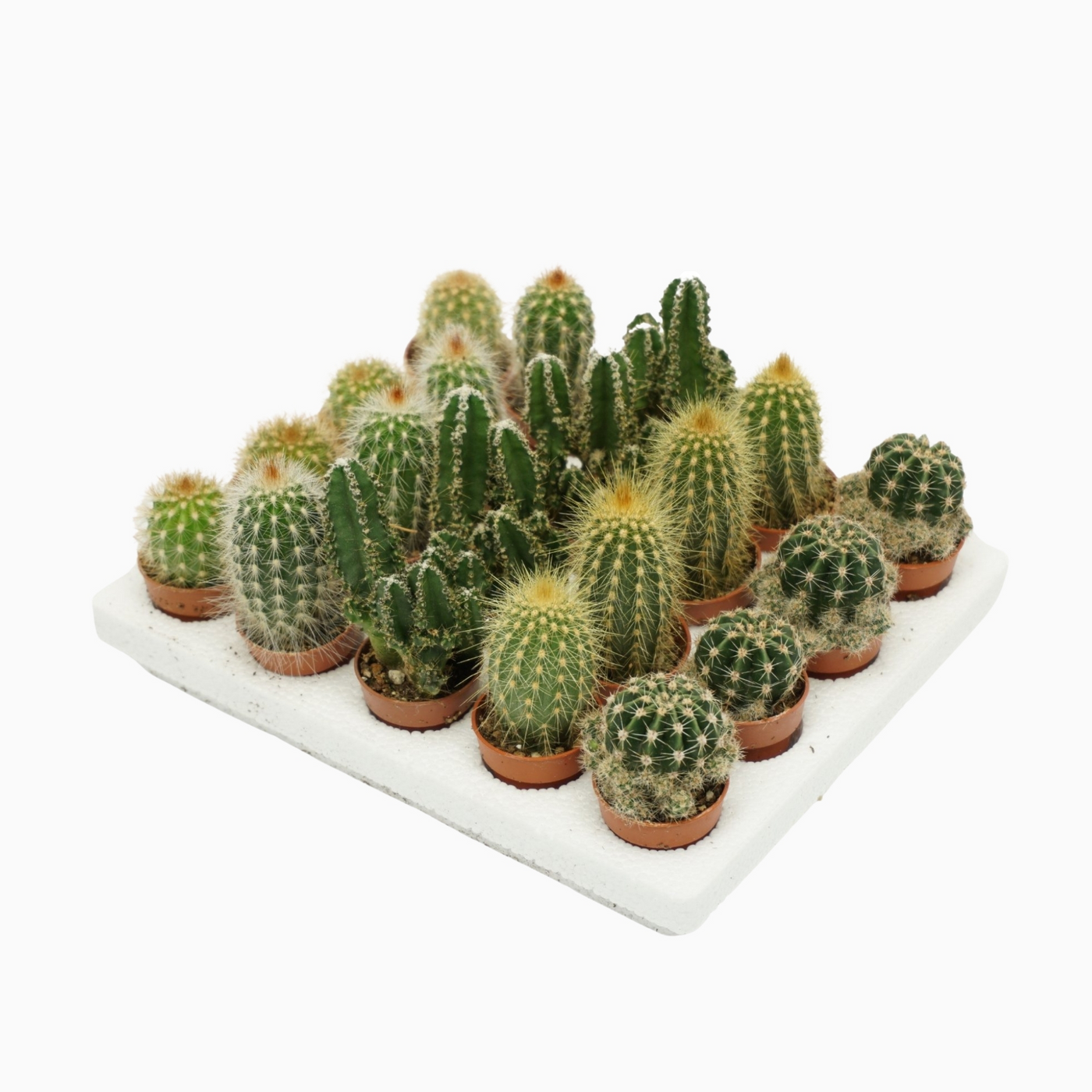 Planta naturala H5cm Cactus mini mix PS4/ in pamant