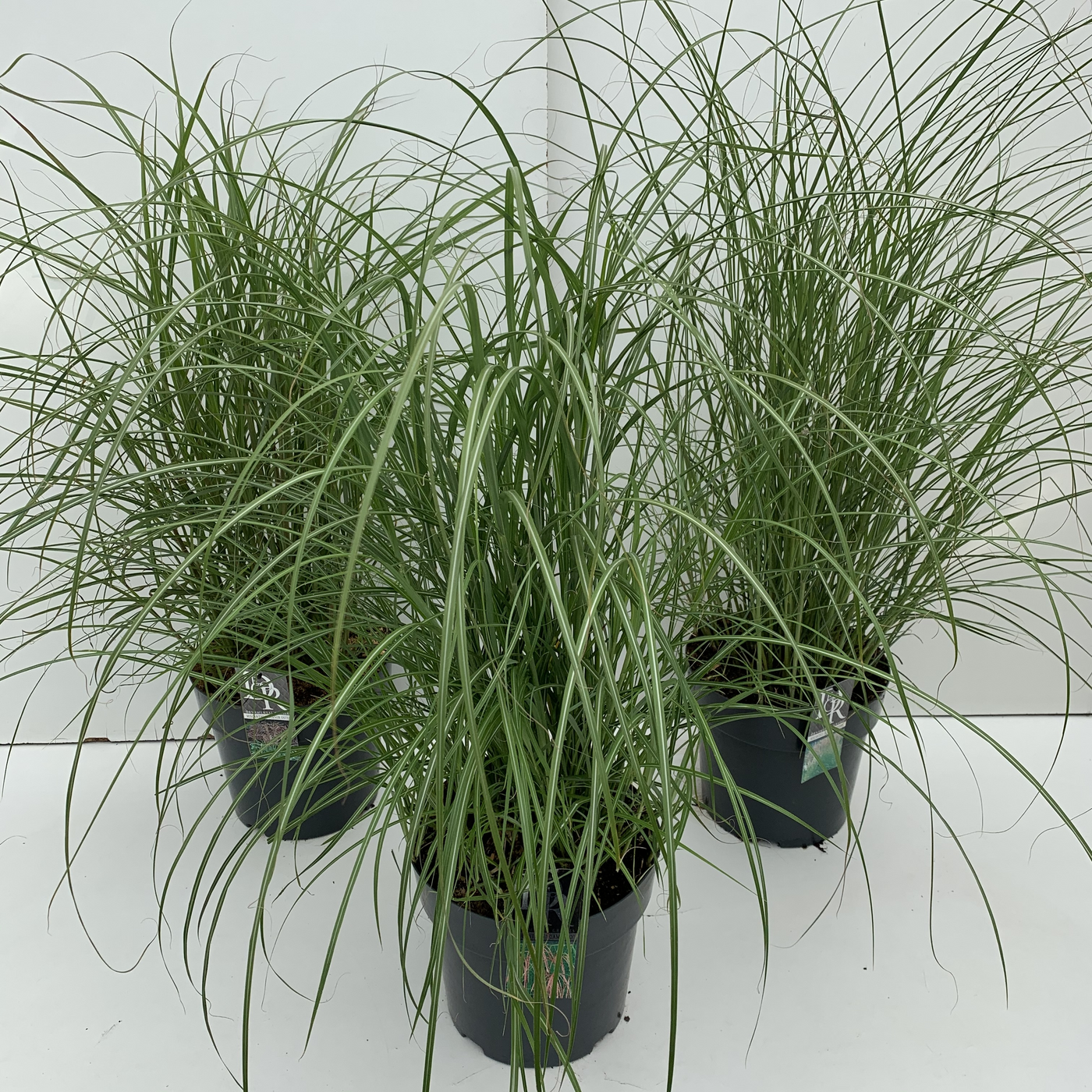 Planta naturala H5cm Miscanthus 'Kleine silberspinne' mix PS29/ in pamant