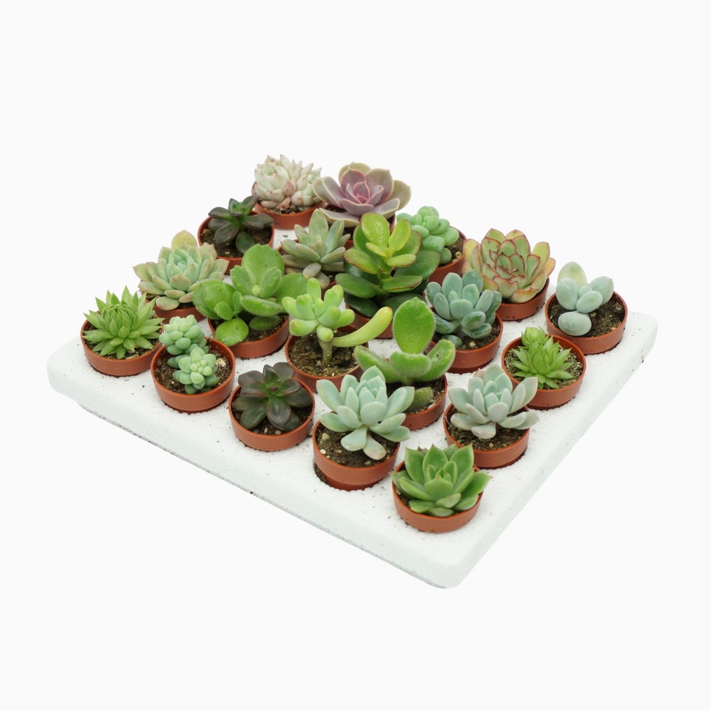 Planta naturala H5cm Succulent mini mix PS4/ in pamant