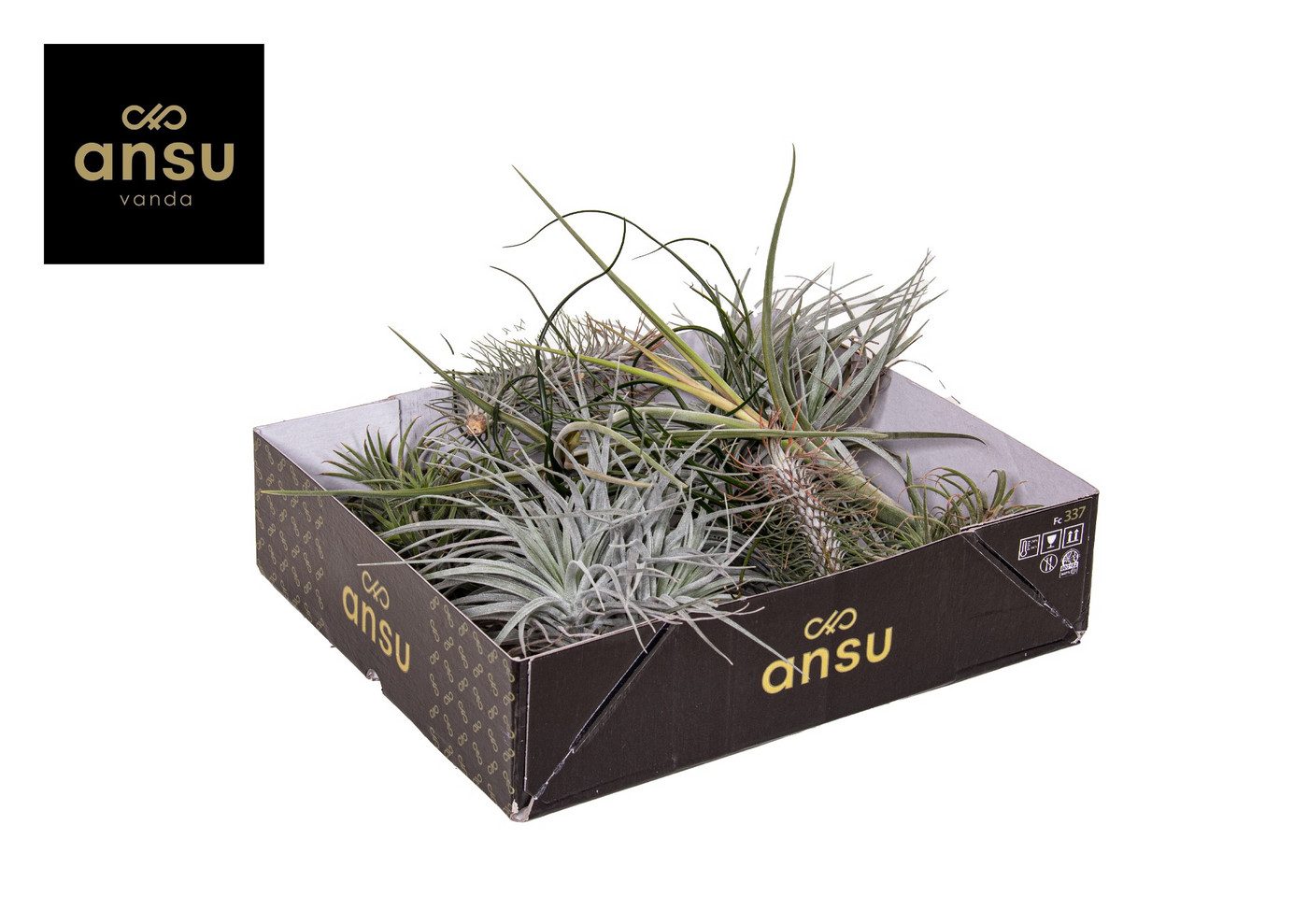 Planta naturala H5cm Tillandsia Exclusive Mix PS in pamant